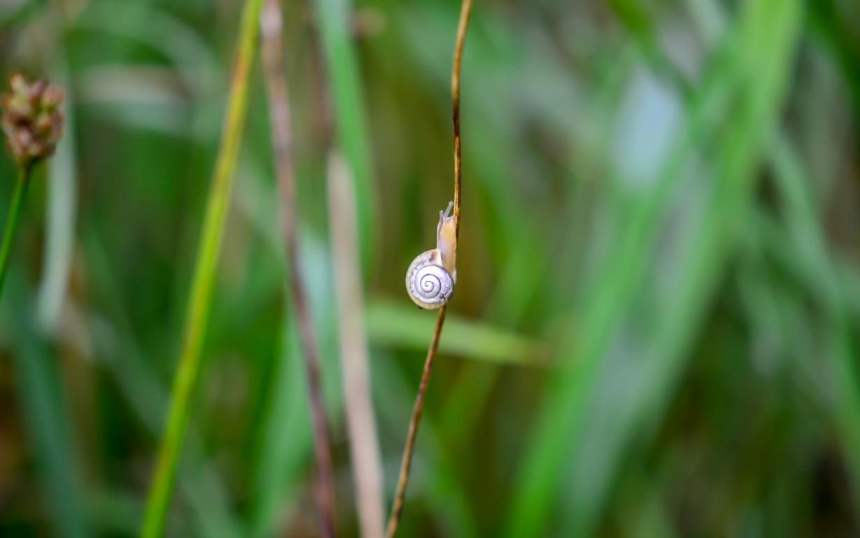 Bänderschnecke