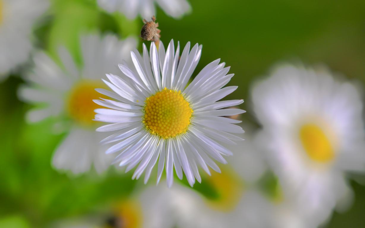 Kamillenblüte