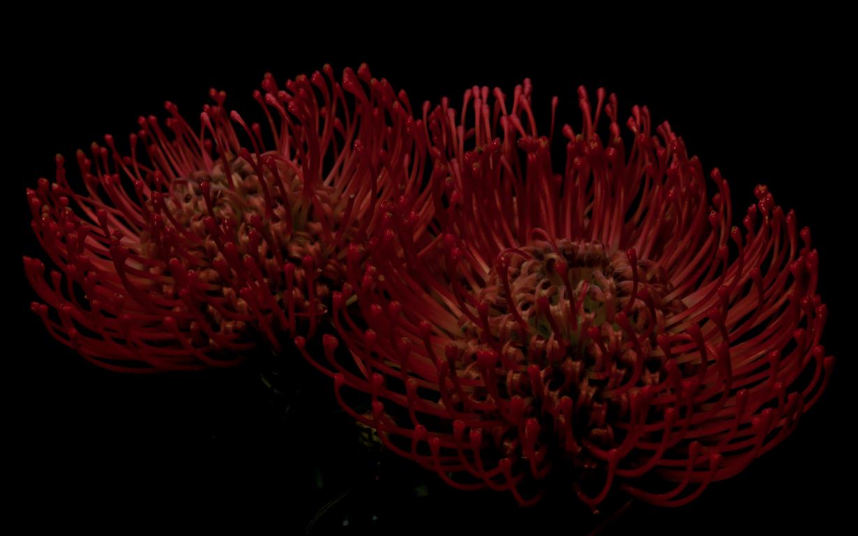 Leucospermum