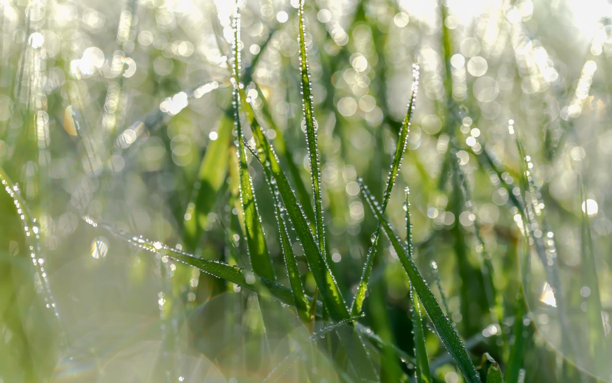 Perlen im Gras