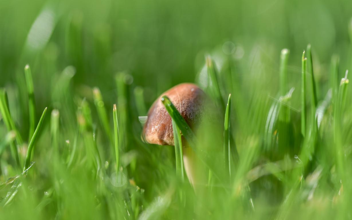 Versteckt im Gras