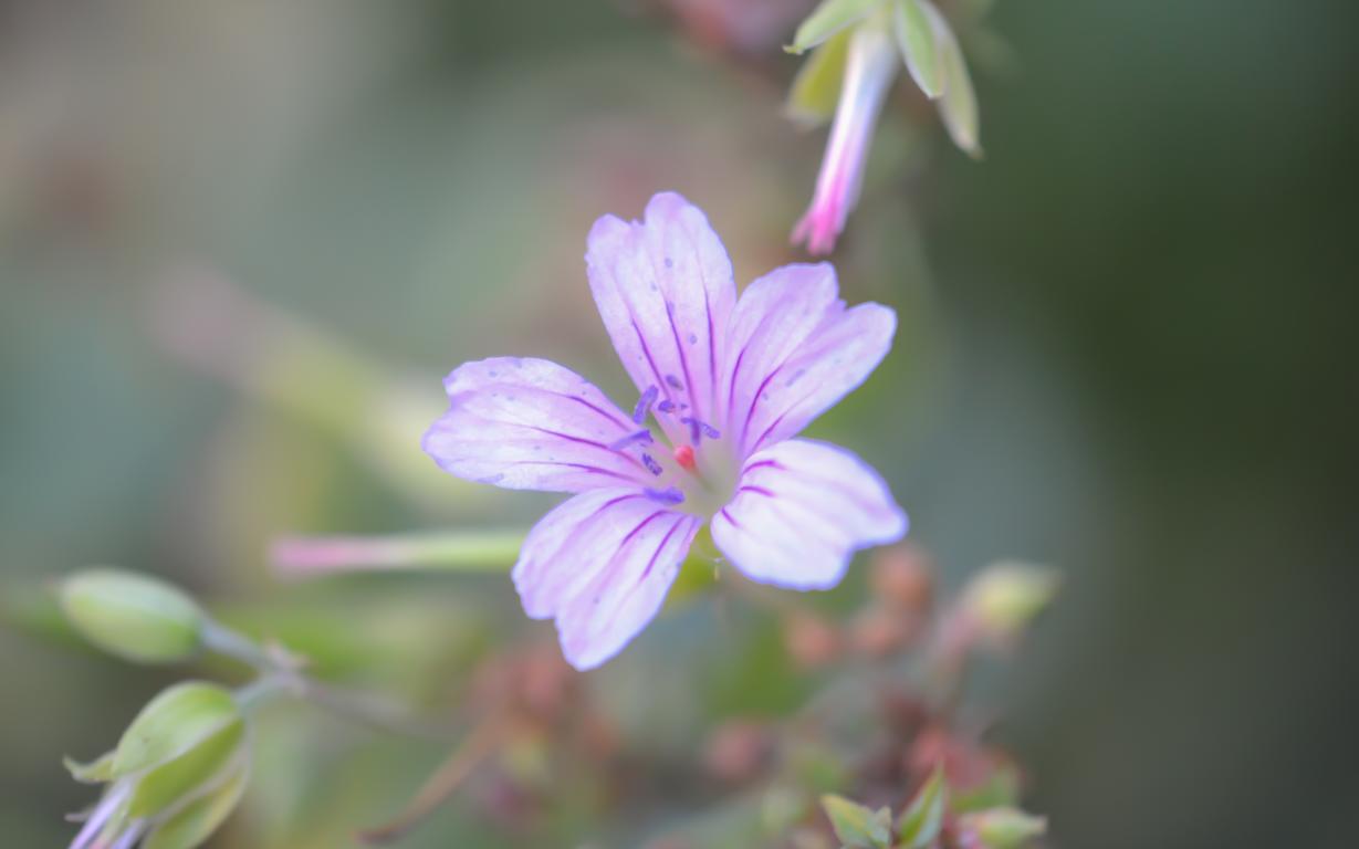 Waldsauerkleeblüte