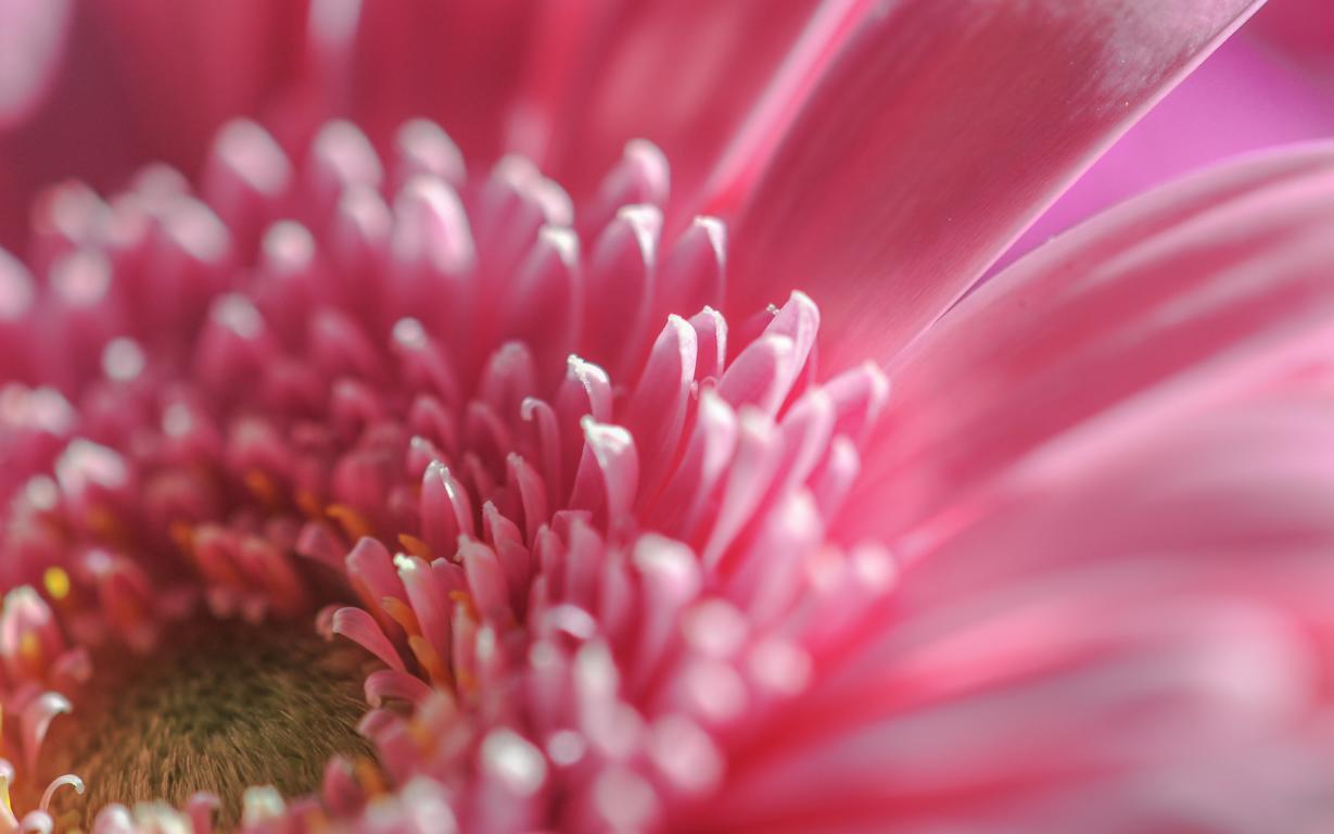 pinkrote Gerbera