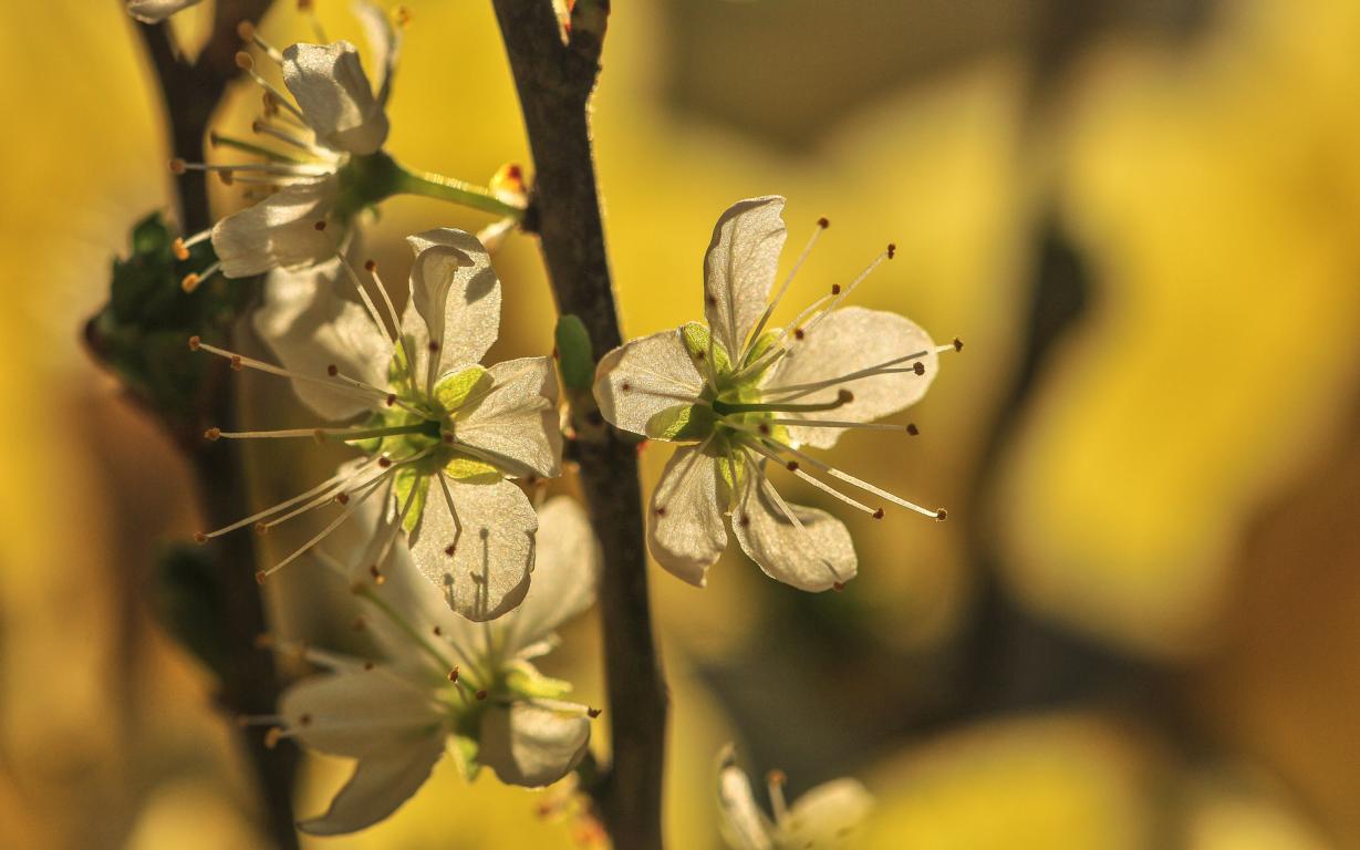 Apfelblüten