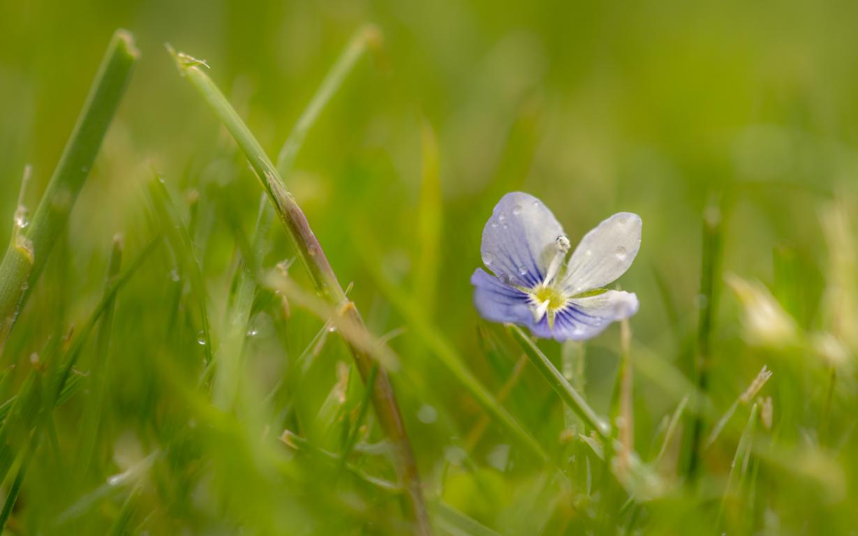 Gemeiner Lein