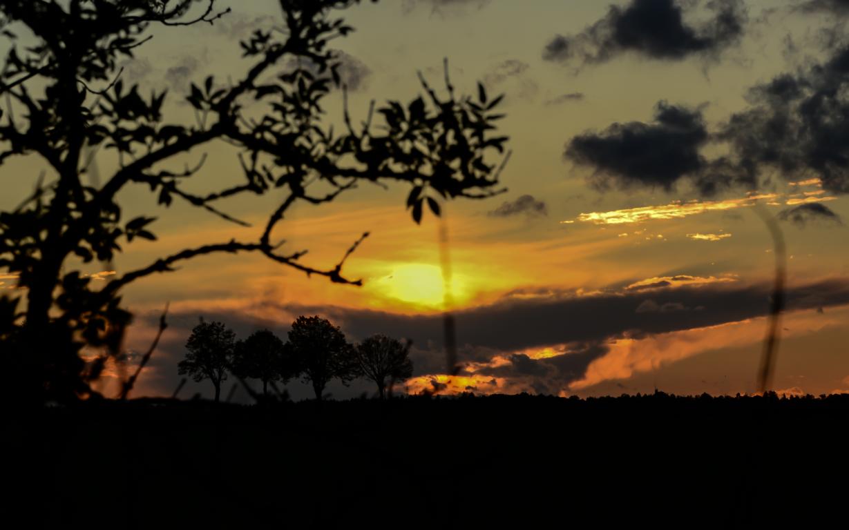 Sonne und Bäume