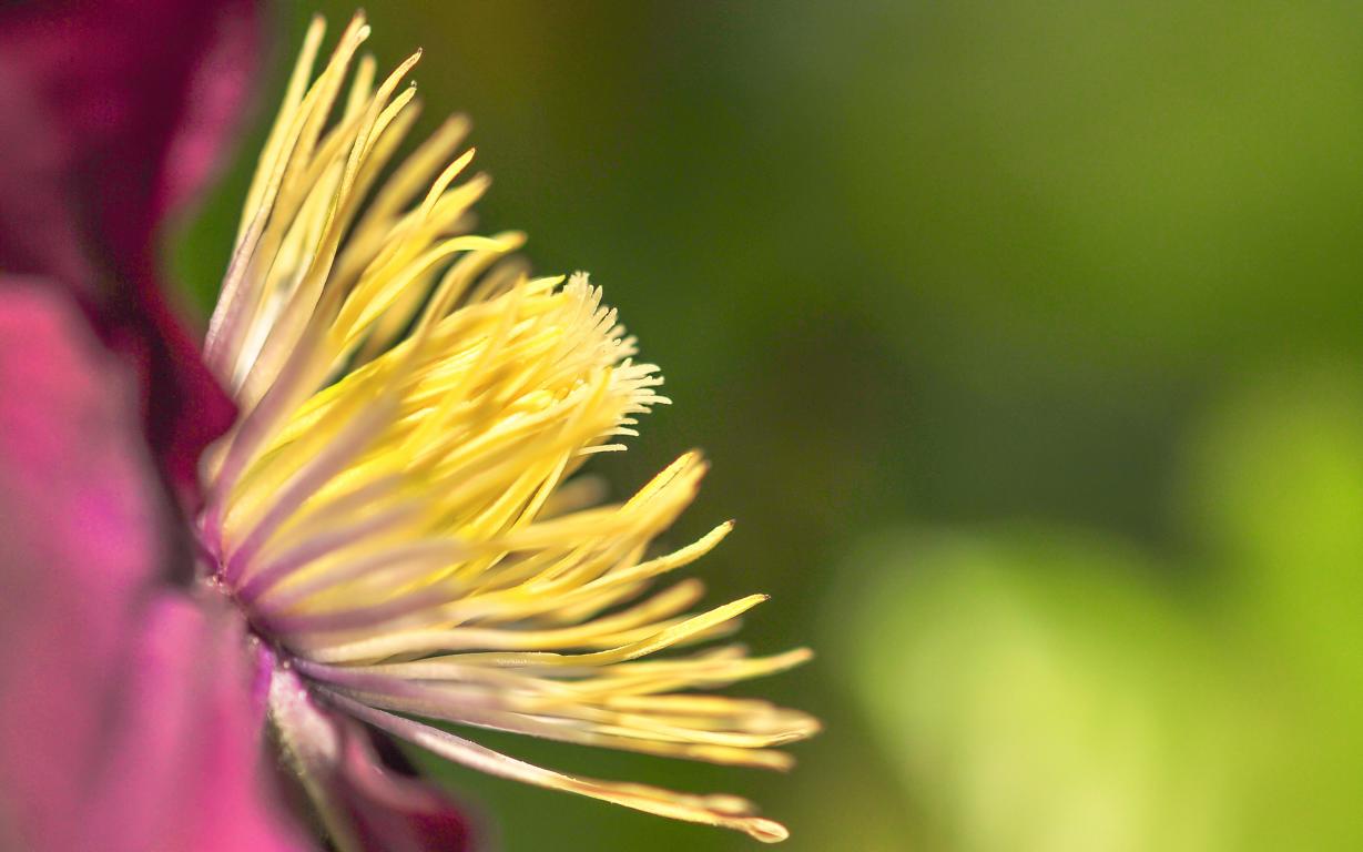 Clematis mit Staubblätter