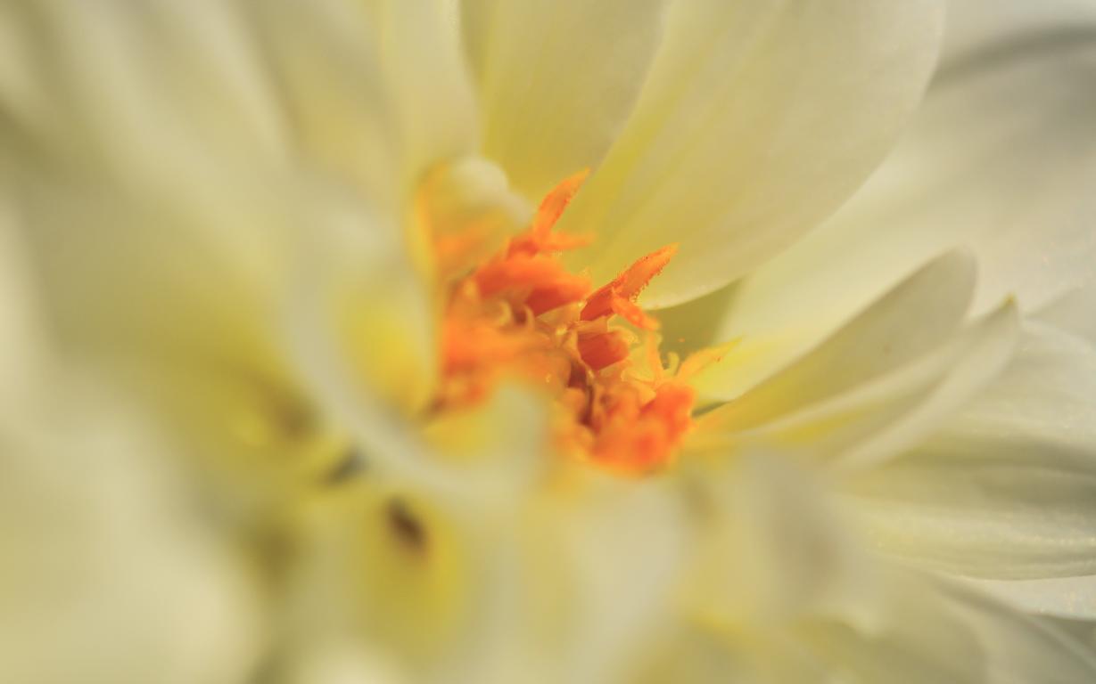 Dahlie mit gelben Fruchtblatt