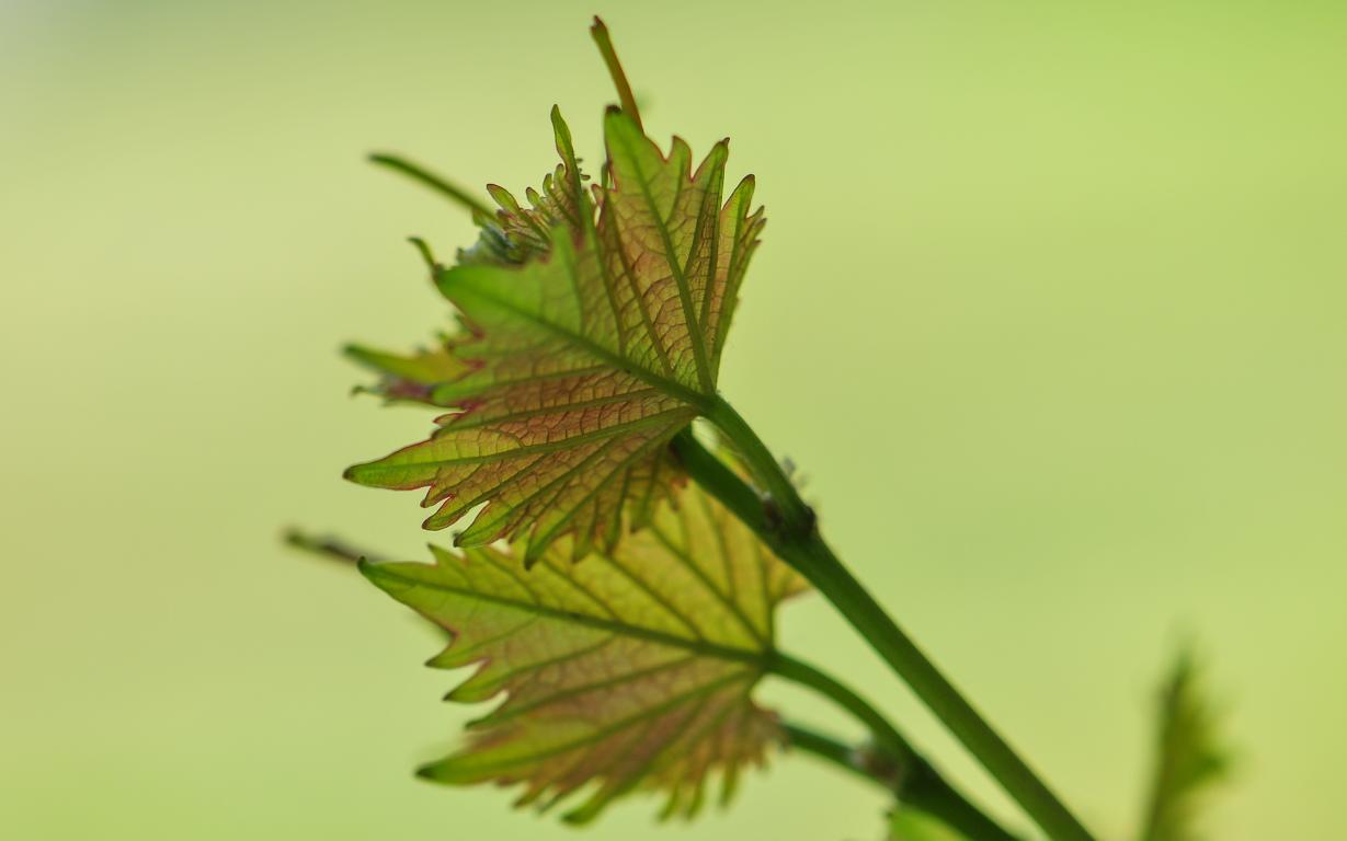 Entfaltung