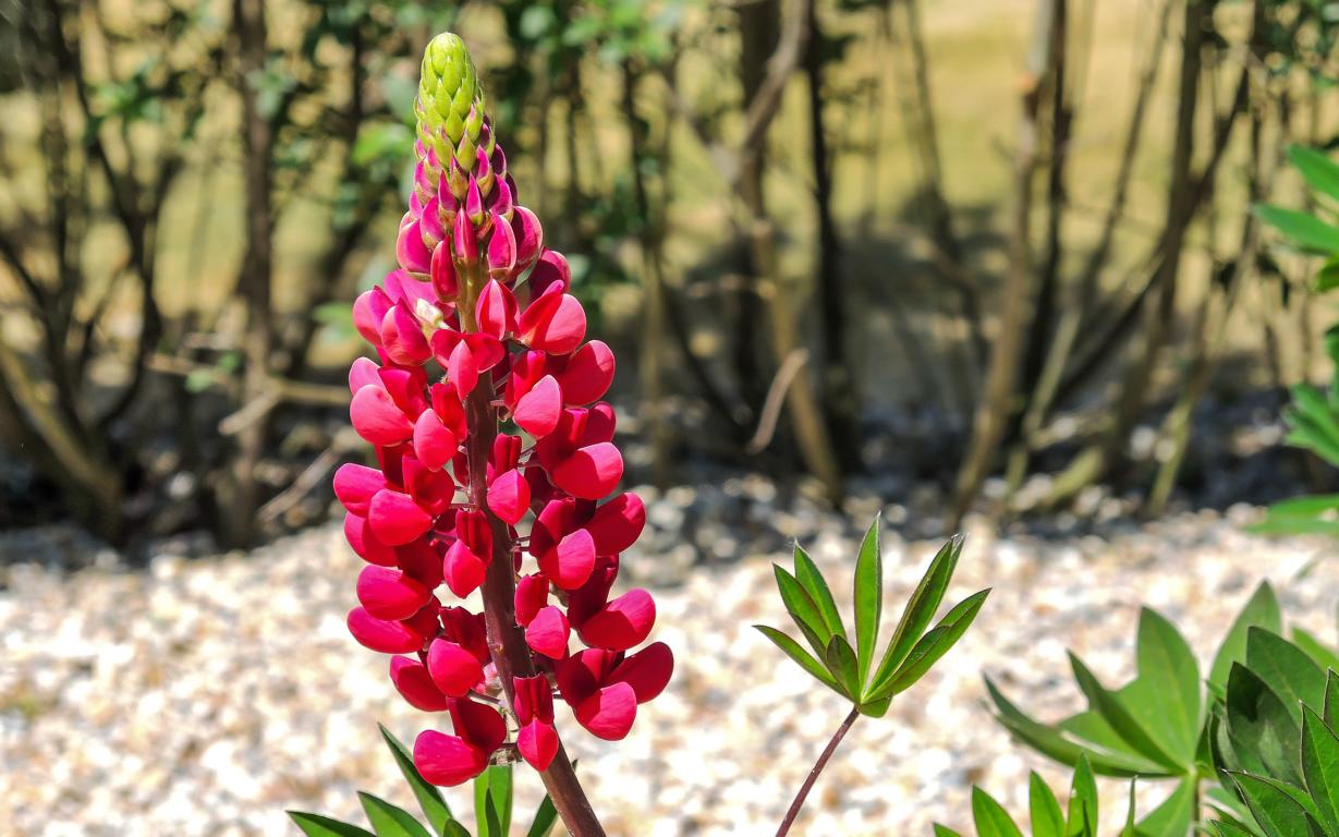 Rote Lupine