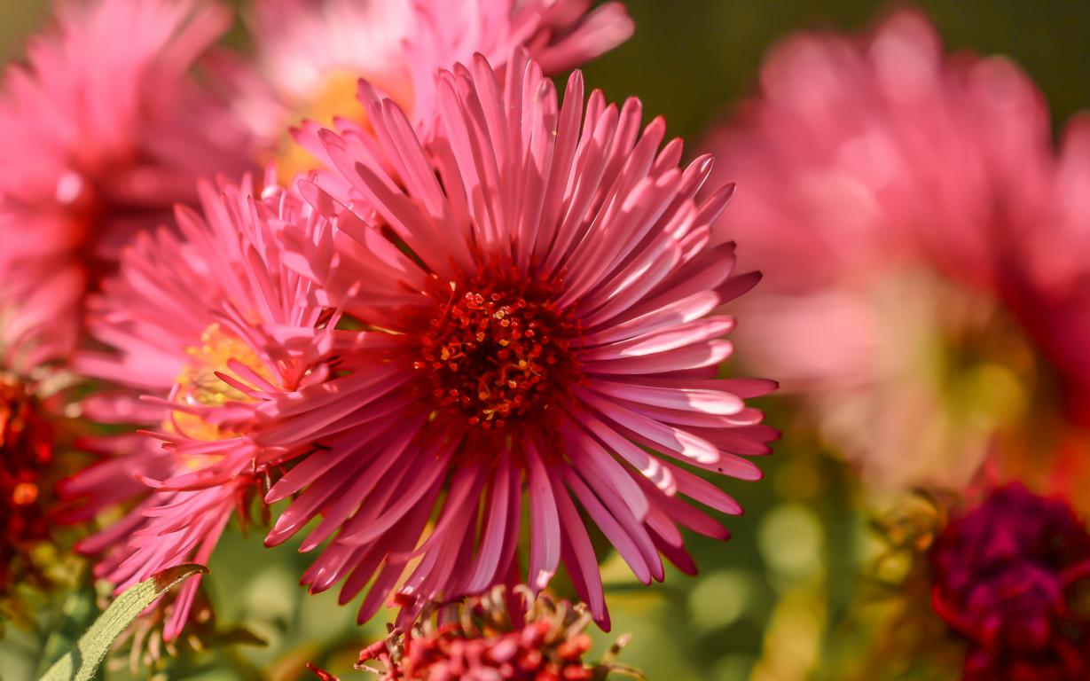 Gartenblumen