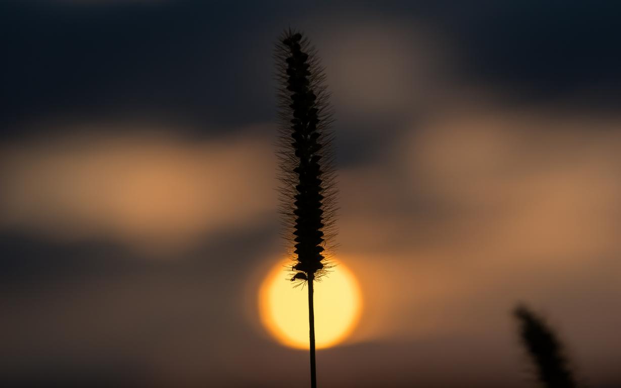 gegen das Abendlicht