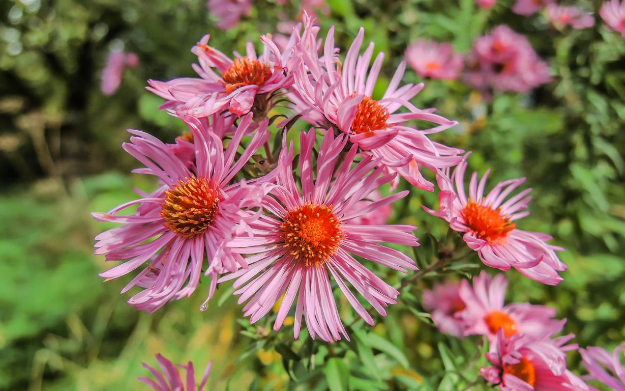 Blumen im Park